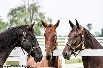 Broodmares